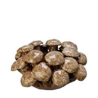 Ljuslykta Svamp Brun