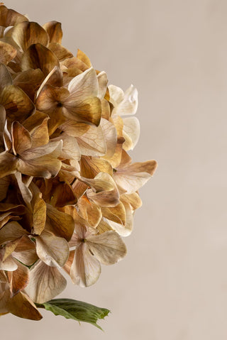 Konstgjord Hortensia Beige 110cm