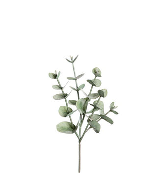 Eucalyptus 24 cm
