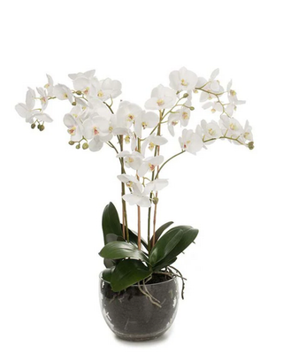Phalaenopsis 70CM